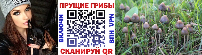 Галлюциногенные грибы Psilocybine cubensis  Разумное 